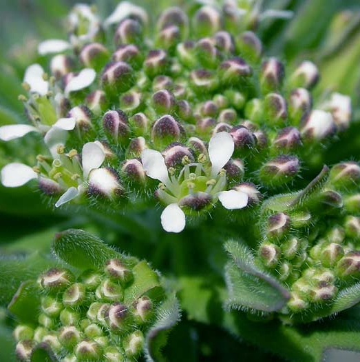 Pflanzenbild gross Feld-Kresse - Lepidium campestre