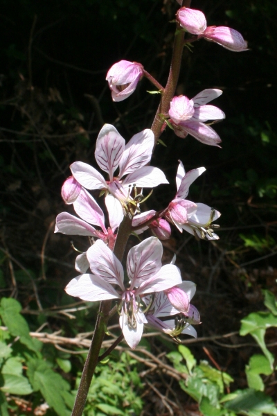 Pflanzenbild gross Weisser Diptam - Dictamnus albus
