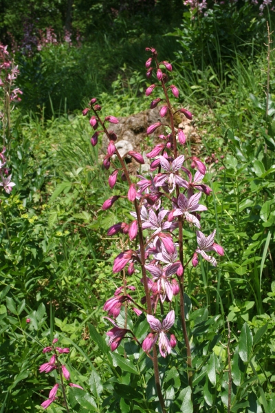 Pflanzenbild gross Weisser Diptam - Dictamnus albus