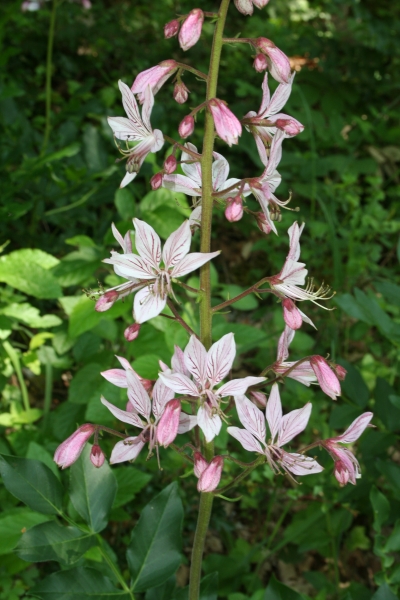 Pflanzenbild gross Weisser Diptam - Dictamnus albus