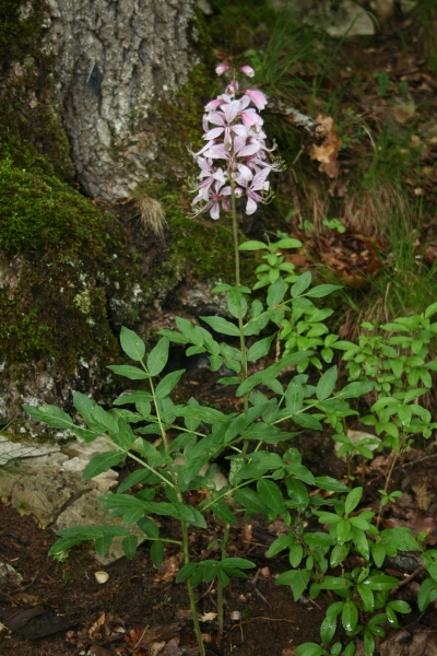 Pflanzenbild gross Weisser Diptam - Dictamnus albus
