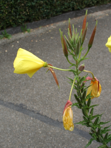 Pflanzenbild gross Lamarcks Zweijährige Nachtkerze - Oenothera glazioviana