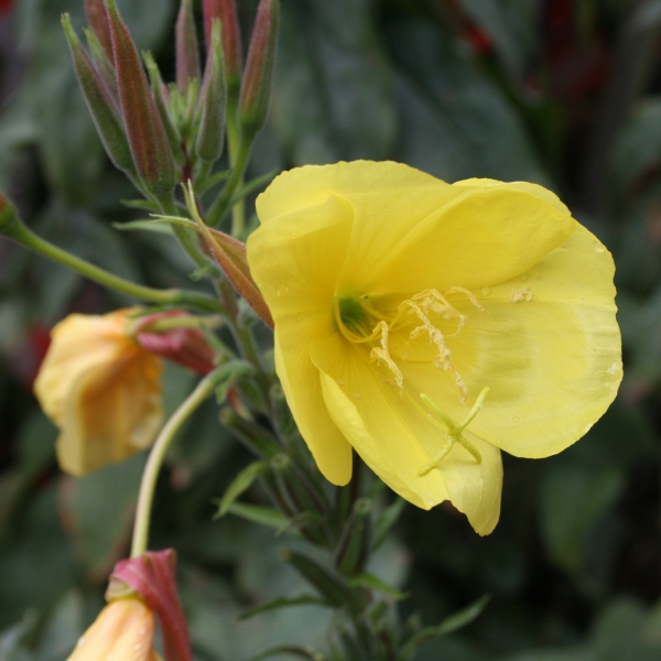 Pflanzenbild gross Lamarcks Zweijährige Nachtkerze - Oenothera glazioviana