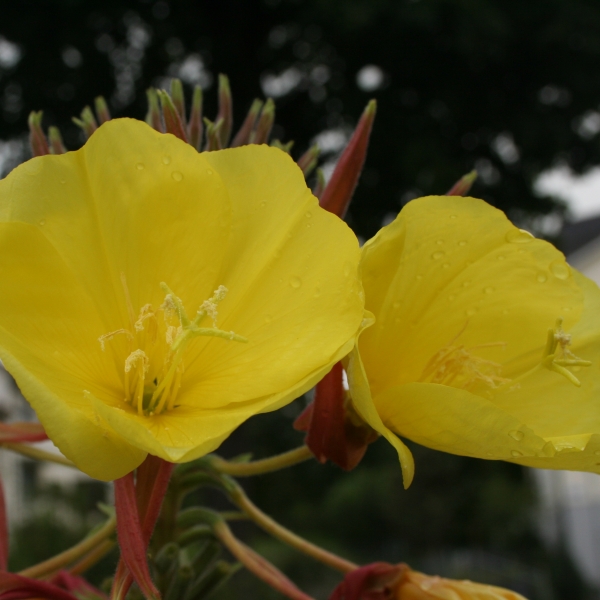 Pflanzenbild gross Lamarcks Zweijährige Nachtkerze - Oenothera glazioviana