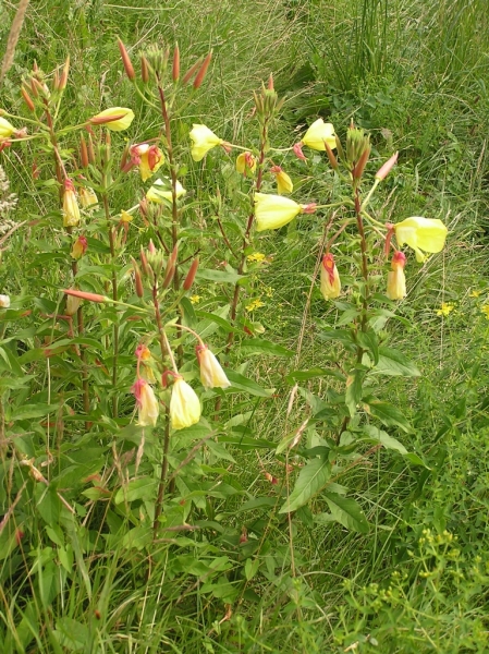 Pflanzenbild gross Lamarcks Zweijährige Nachtkerze - Oenothera glazioviana