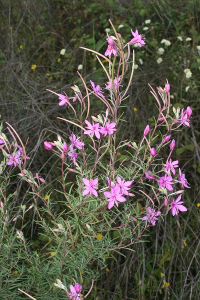 Pflanzenbild gross Rosmarin-Weidenröschen - Epilobium dodonaei
