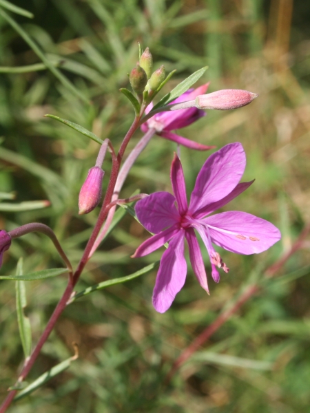 Pflanzenbild gross Rosmarin-Weidenröschen - Epilobium dodonaei