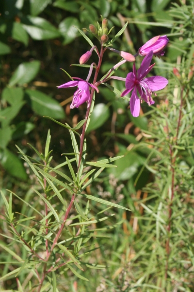 Pflanzenbild gross Rosmarin-Weidenröschen - Epilobium dodonaei