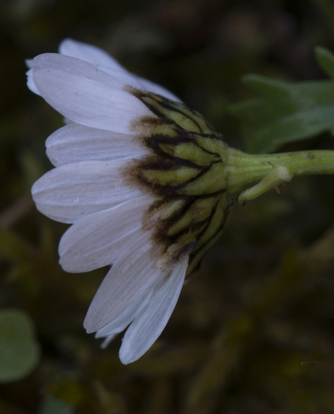 Pflanzenbild gross Hallers Margerite - Leucanthemum halleri