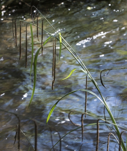 Pflanzenbild gross Hänge-Segge - Carex pendula