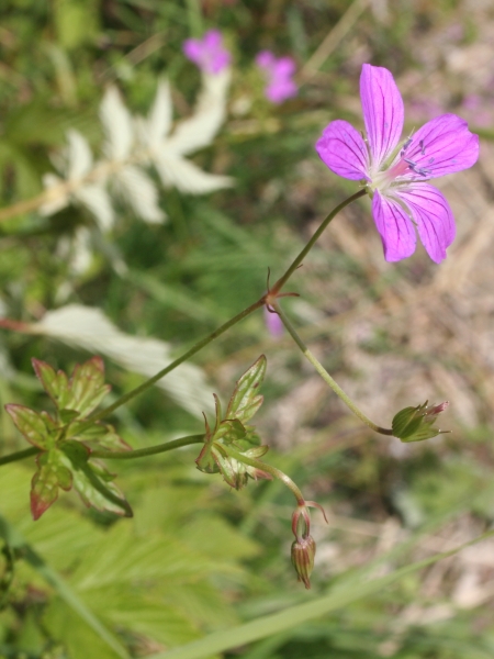 Pflanzenbild gross Sumpf-Storchschnabel - Geranium palustre