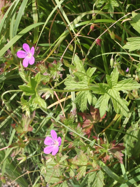 Pflanzenbild gross Sumpf-Storchschnabel - Geranium palustre
