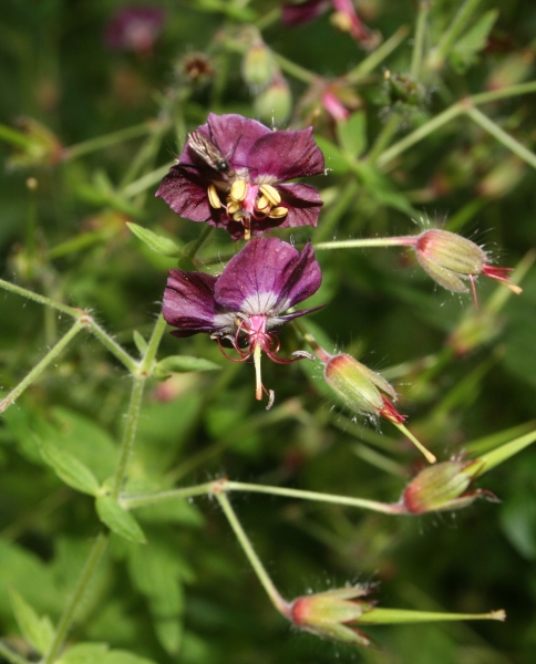 Pflanzenbild gross Gewöhnlicher Braun-Storchschnabel - Geranium phaeum subsp. phaeum