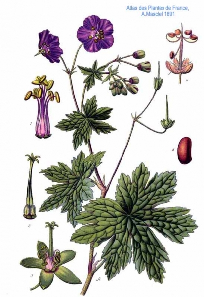 Pflanzenbild gross Gewöhnlicher Braun-Storchschnabel - Geranium phaeum subsp. phaeum