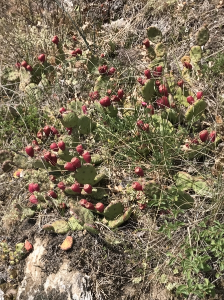 Pflanzenbild gross Gemeiner Feigenkaktus - Opuntia humifusa