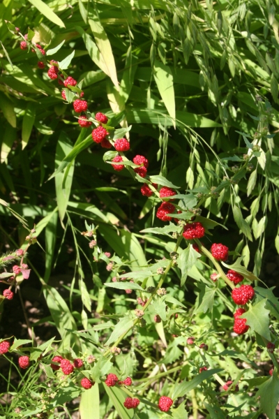 Pflanzenbild gross Echter Erdbeerspinat - Blitum virgatum