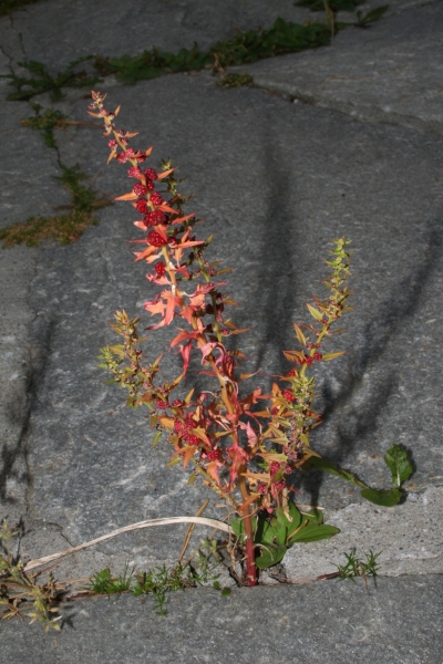 Pflanzenbild gross Echter Erdbeerspinat - Blitum virgatum