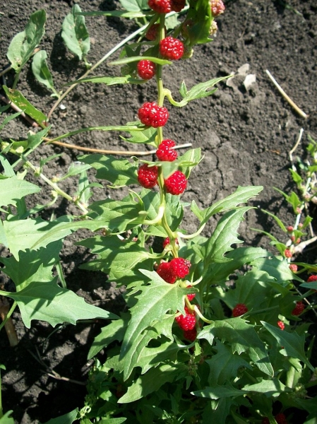 Pflanzenbild gross Echter Erdbeerspinat - Blitum virgatum