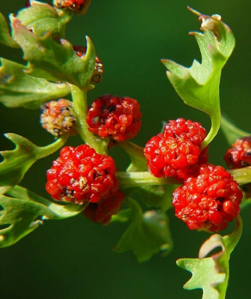 Pflanzenbild gross Echter Erdbeerspinat - Blitum virgatum
