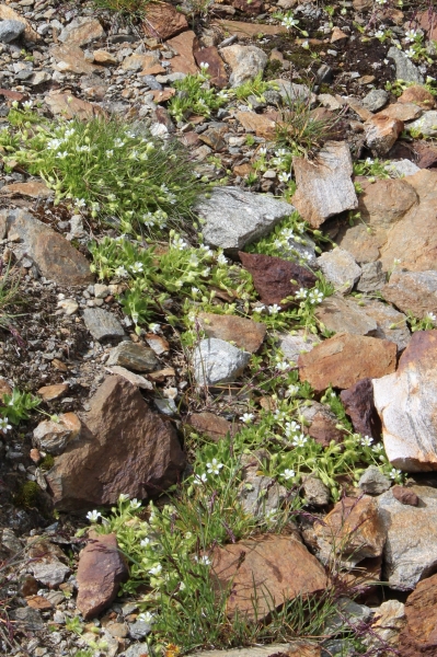 Pflanzenbild gross Langstieliges Hornkraut - Cerastium pedunculatum