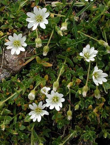 Pflanzenbild gross Langstieliges Hornkraut - Cerastium pedunculatum