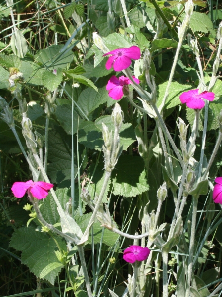 Pflanzenbild gross Kron-Lichtnelke - Silene coronaria