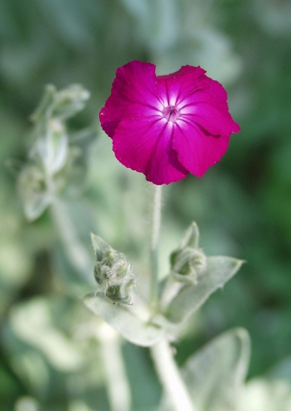 Pflanzenbild gross Kron-Lichtnelke - Silene coronaria