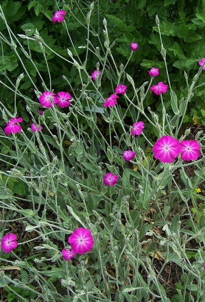 Pflanzenbild gross Kron-Lichtnelke - Silene coronaria