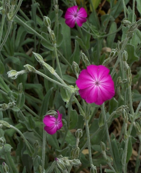 Pflanzenbild gross Kron-Lichtnelke - Silene coronaria