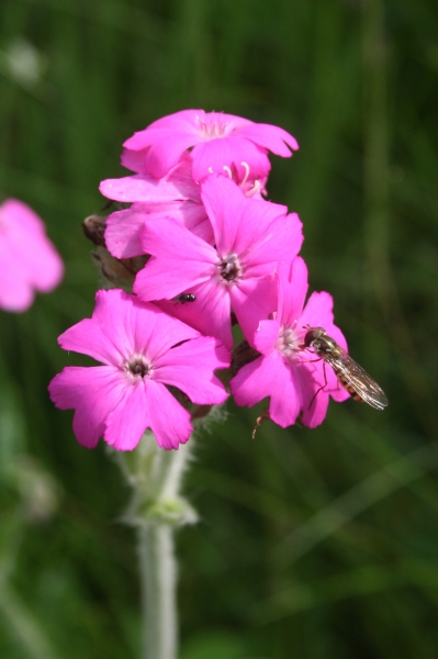 Pflanzenbild gross Jupiter-Lichtnelke - Silene flos-jovis