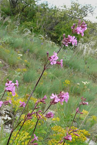 Pflanzenbild gross Gemeine Pechnelke - Silene viscaria