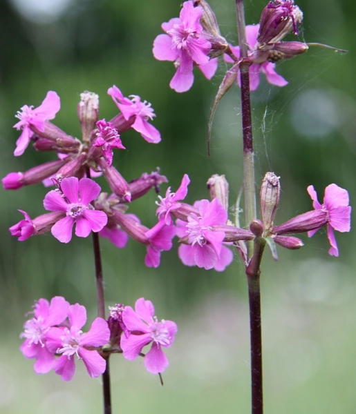 Pflanzenbild gross Gemeine Pechnelke - Silene viscaria