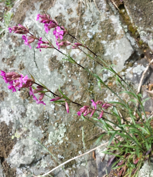 Pflanzenbild gross Gemeine Pechnelke - Silene viscaria