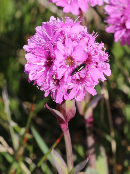 Pflanzenbild gross Alpen-Pechnelke - Silene suecica