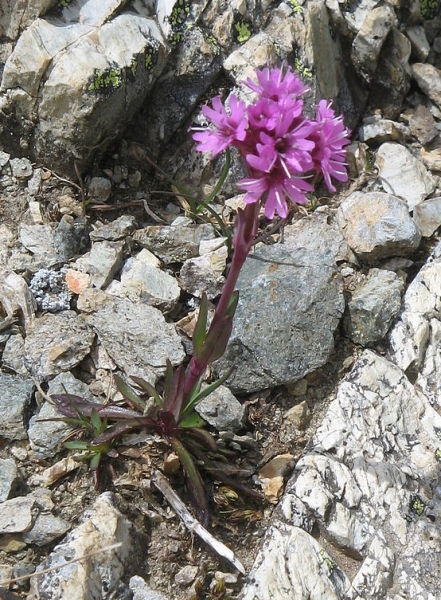 Pflanzenbild gross Alpen-Pechnelke - Silene suecica