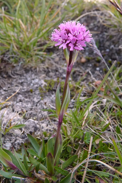 Pflanzenbild gross Alpen-Pechnelke - Silene suecica