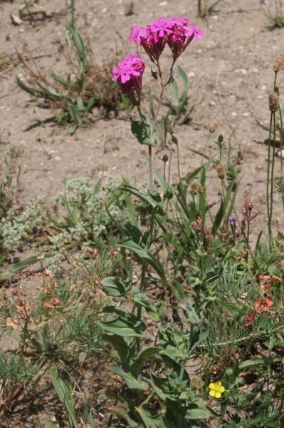 Pflanzenbild gross Nelken-Leimkraut - Silene armeria