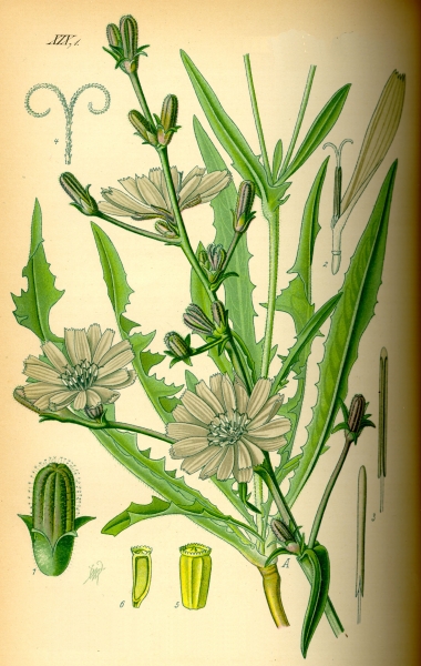 Pflanzenbild gross Wegwarte - Cichorium intybus