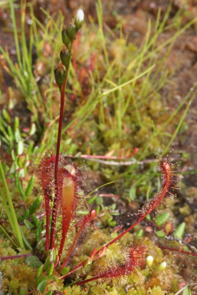 Pflanzenbild gross Langblättriger Sonnentau - Drosera anglica