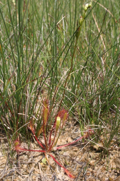 Pflanzenbild gross Langblättriger Sonnentau - Drosera anglica