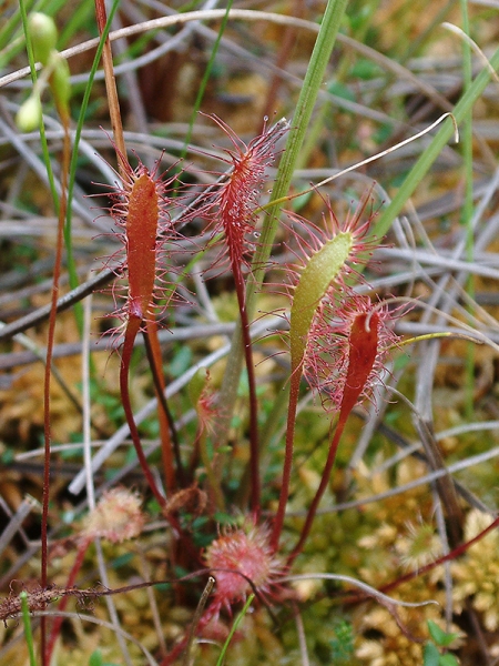Pflanzenbild gross Langblättriger Sonnentau - Drosera anglica