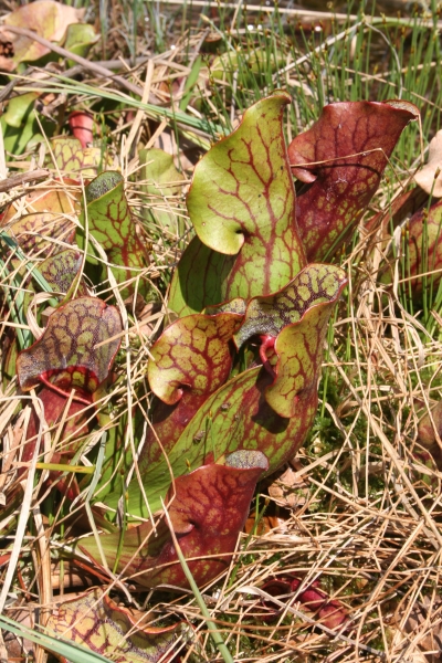 Pflanzenbild gross Krugpflanze - Sarracenia purpurea