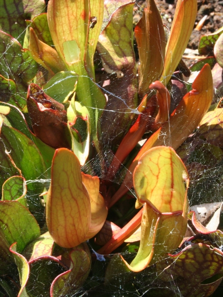 Pflanzenbild gross Krugpflanze - Sarracenia purpurea