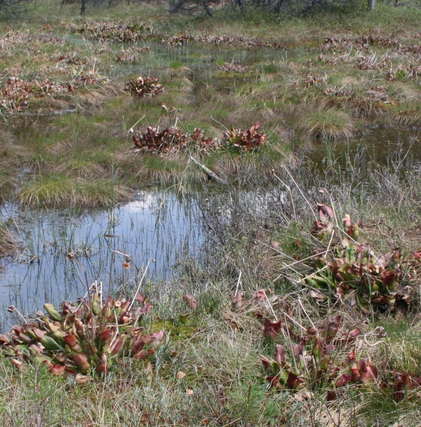 Pflanzenbild gross Krugpflanze - Sarracenia purpurea