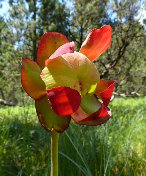 Pflanzenbild gross Krugpflanze - Sarracenia purpurea