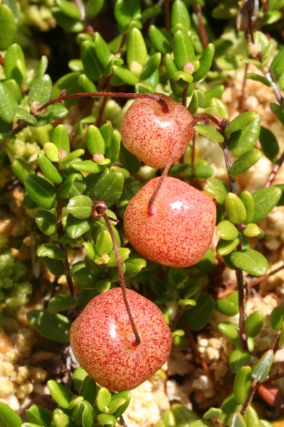 Pflanzenbild gross Gemeine Moosbeere - Vaccinium oxycoccos