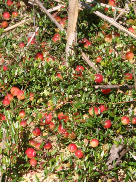 Pflanzenbild gross Gemeine Moosbeere - Vaccinium oxycoccos