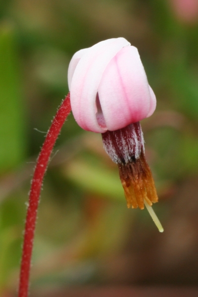 Pflanzenbild gross Gemeine Moosbeere - Vaccinium oxycoccos