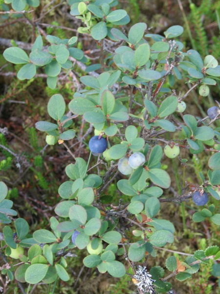 Pflanzenbild gross Kleinblättrige Rauschbeere - Vaccinium gaultherioides
