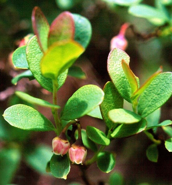 Pflanzenbild gross Kleinblättrige Rauschbeere - Vaccinium gaultherioides